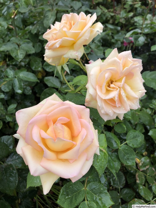'The Lady' rose photo
