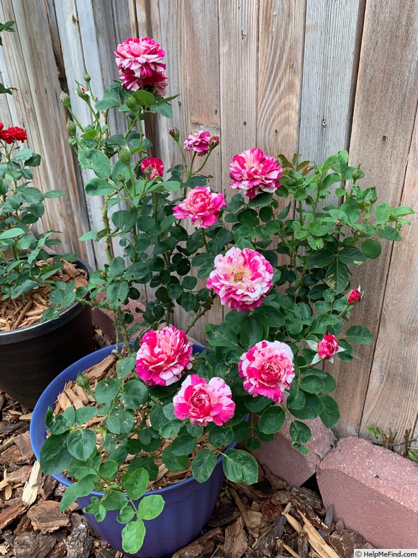 'Maurice Utrillo ™' rose photo