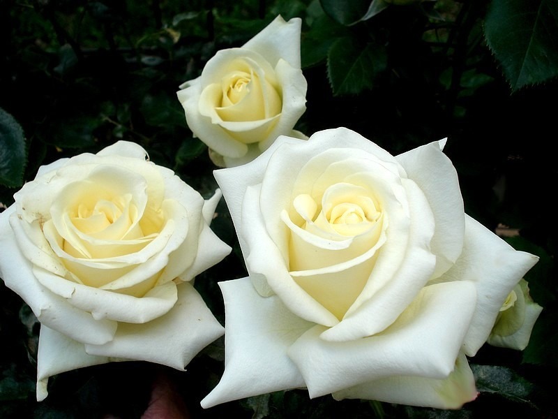 'Lemon Beauty ® (Hybrid Tea. Fryer. 2008)' rose photo