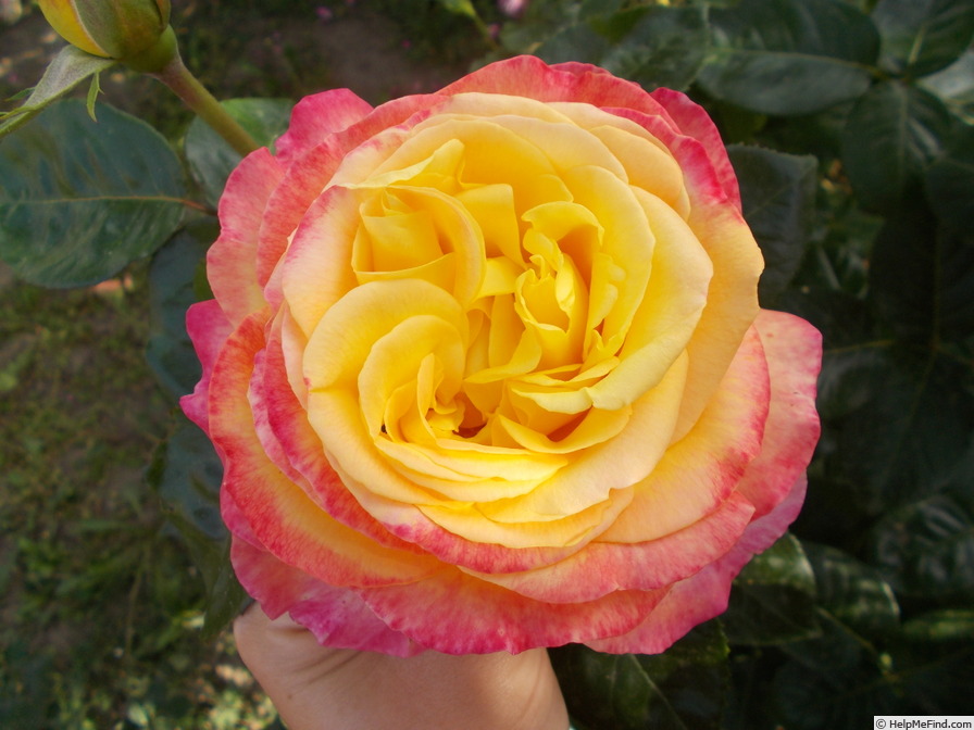 'Pullman Orient Express ®' rose photo