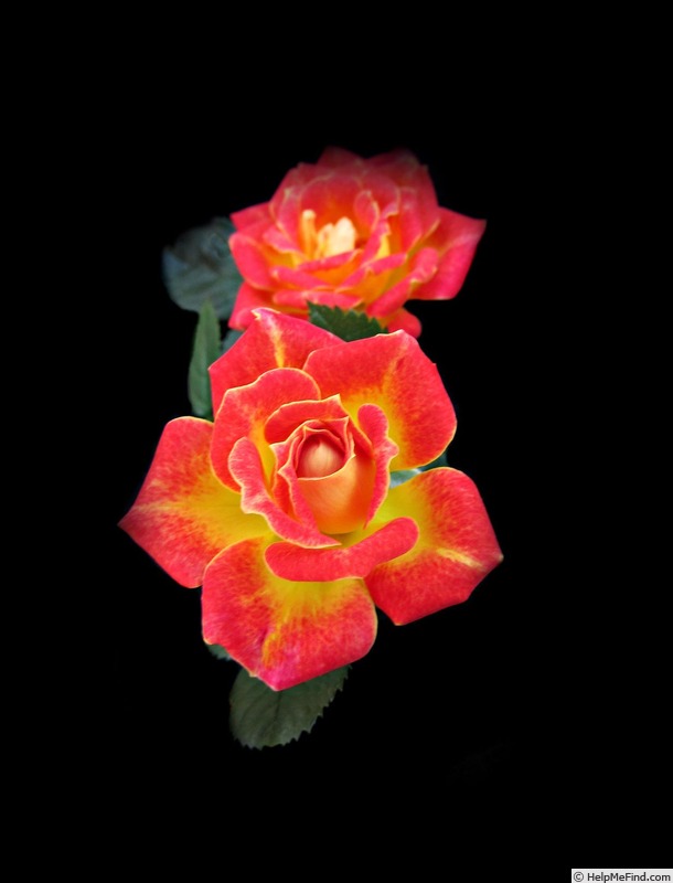 'Tiddly Winks ™' rose photo