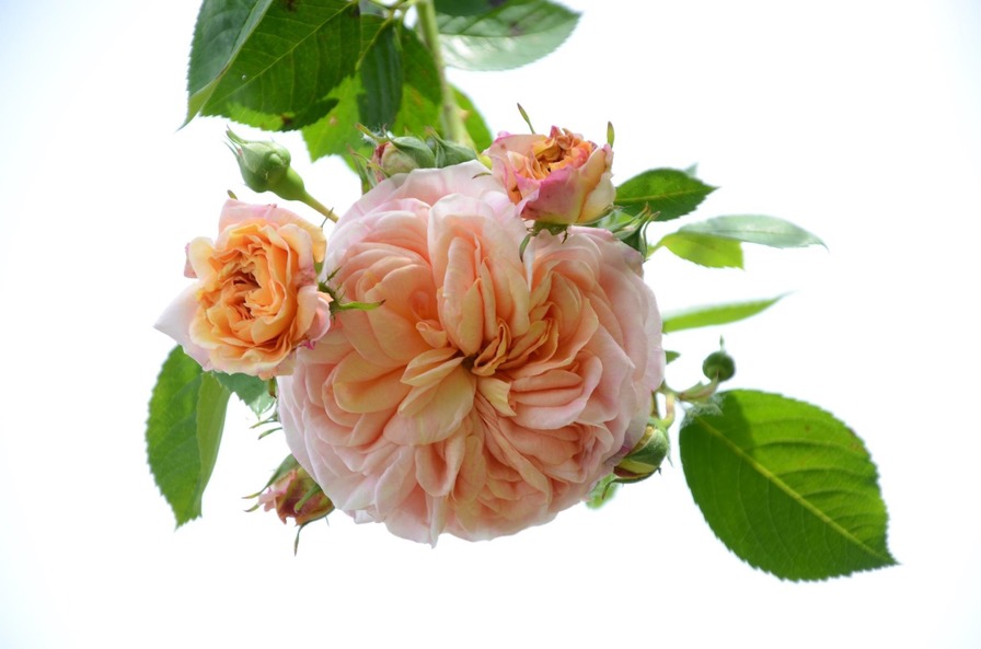 'Alchymist' rose photo