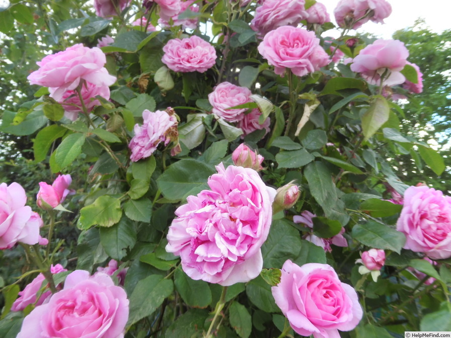 'Gertrude Jekyll ®' rose photo