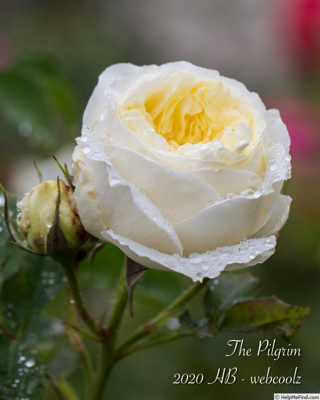 'The Pilgrim ®' rose photo