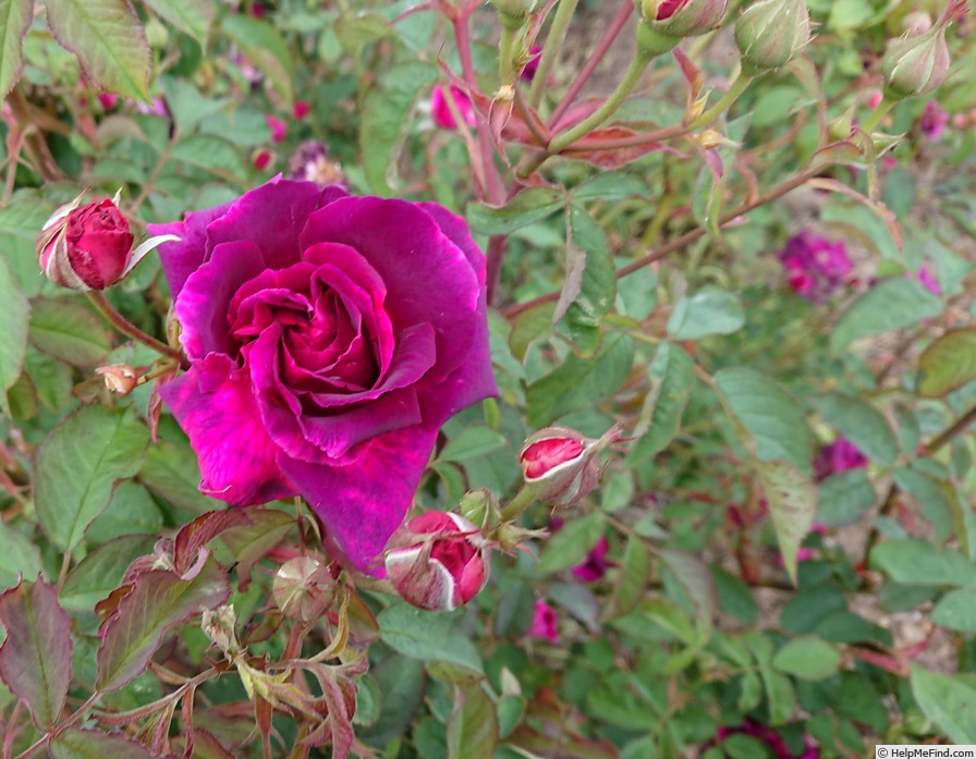 'Blue Boy (Shrub, Kordes, 1958)' rose photo