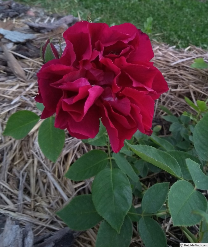 'Louis Ricard' rose photo