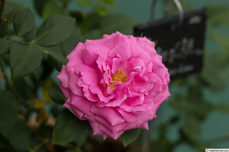 'Duchess of Fife (hybrid perpetual, Cocker, 1892)' rose photo