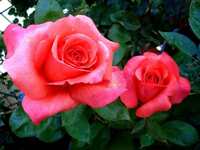 'Anne Vanderlove ®' rose photo