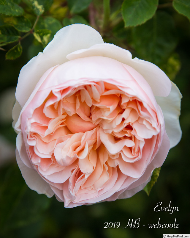 'Evelyn ™ (shrub, Austin 1991)' rose photo