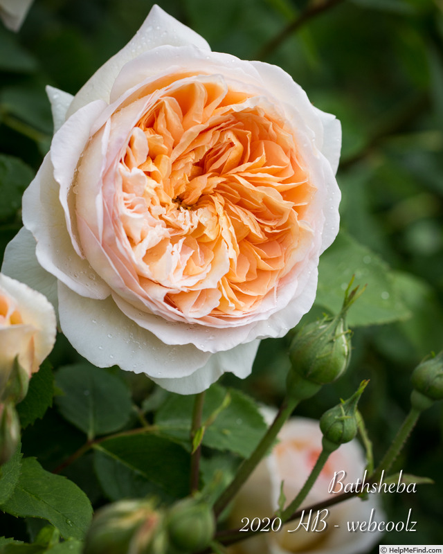 'Bathsheba' rose photo