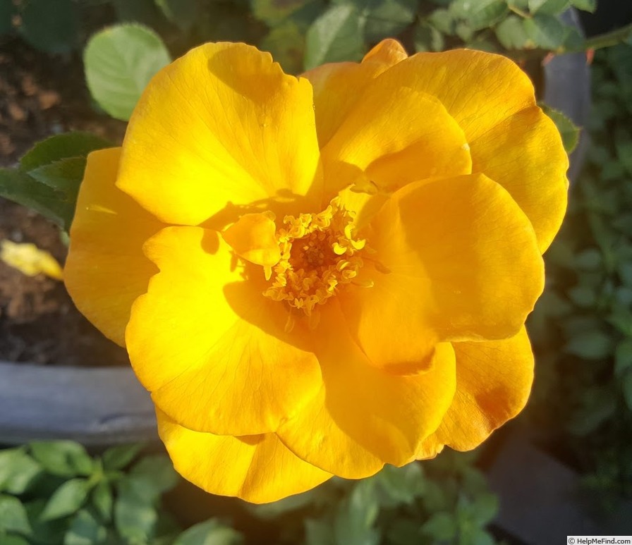 'Sunglow (mini-flora, Wells 2007)' rose photo