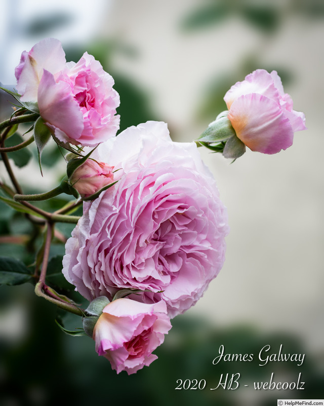 'James Galway' rose photo