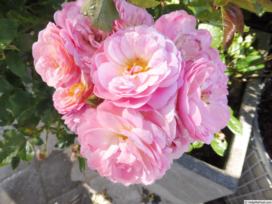 'Walferdange' rose photo