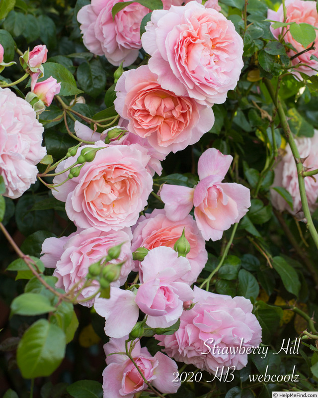 'Strawberry Hill' rose photo