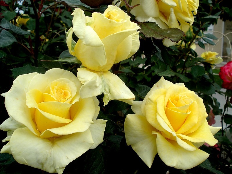 'Aperitif ® (hybrid tea, McGredy 1988)' rose photo
