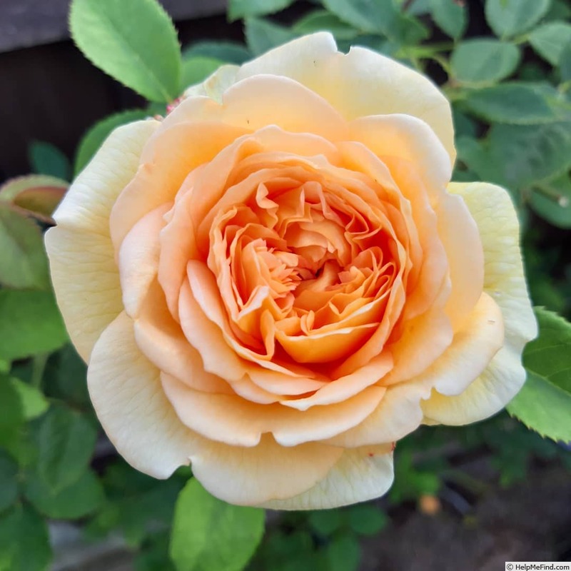 'Bathsheba' rose photo