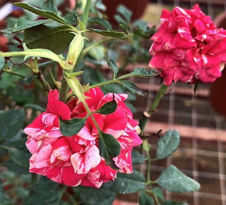'Bigoudi' rose photo