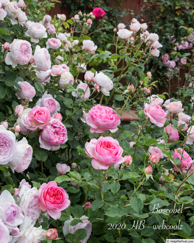 'Boscobel ® (shrub, Austin 2012)' rose photo