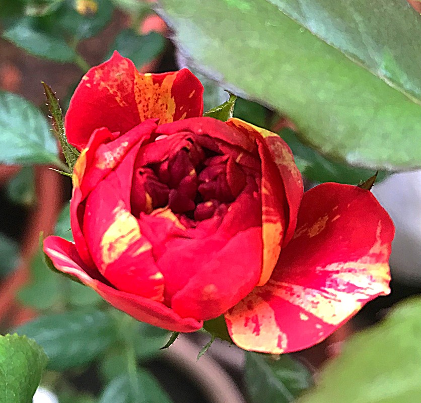 'Bigoudi' rose photo