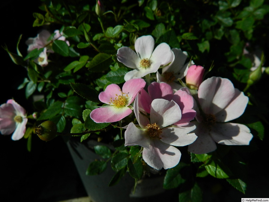 'L56Min2TT' rose photo
