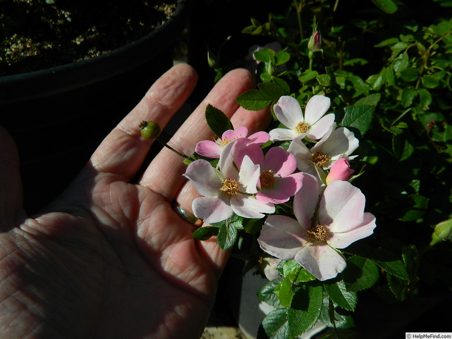 'L56Min2TT' rose photo