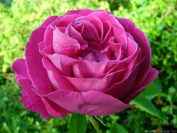 'Tom Wood' rose photo