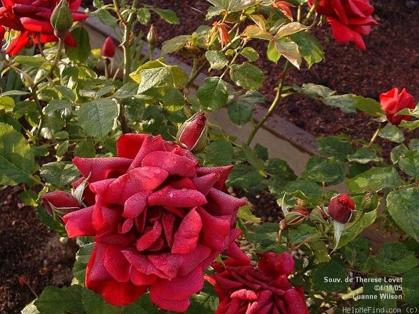 'Souvenir de Thérèse Levet' rose photo
