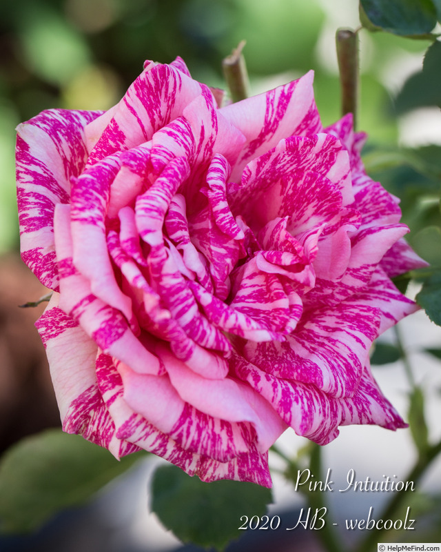 'Pink Intuition' rose photo