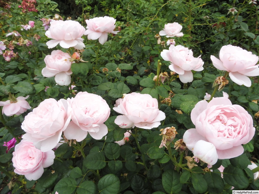 'Queen of Sweden' rose photo
