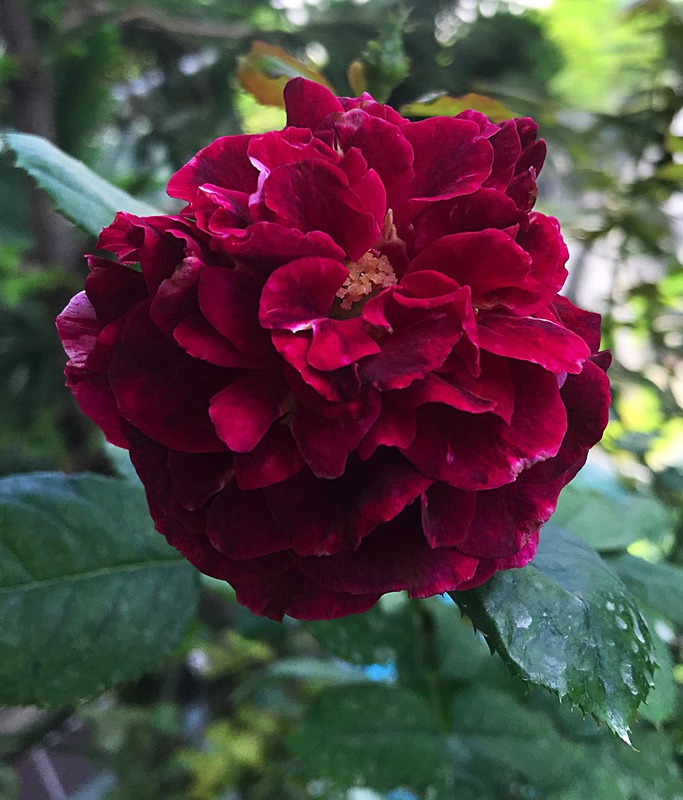 'New Imagine' rose photo