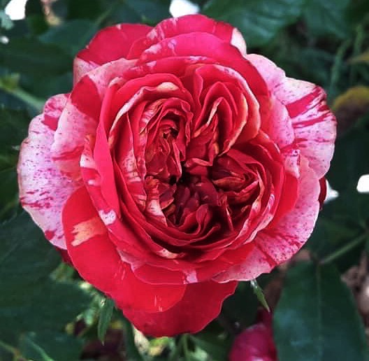 'Bigoudi' rose photo