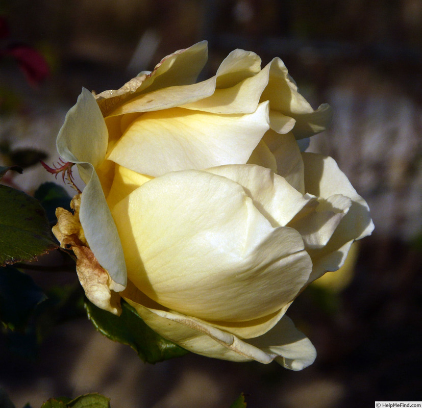 'Belle Champenoise' rose photo
