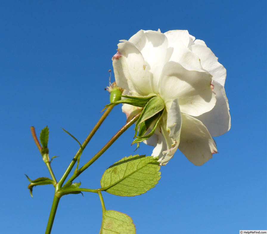 'Blanche Cascade ®' rose photo