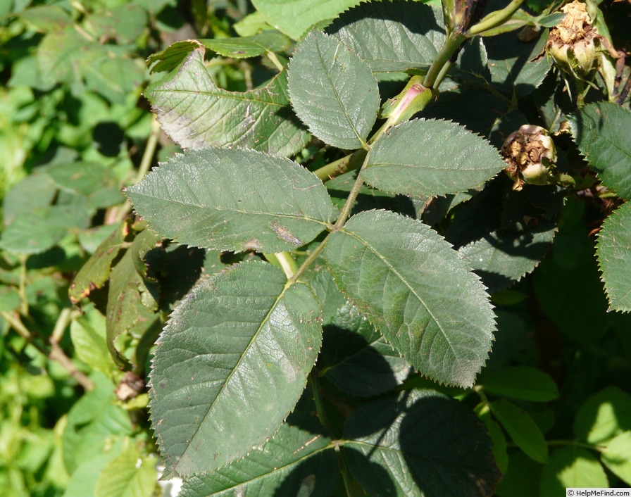 'Königin von Dänemark (Alba, Booth, 1816)' rose photo