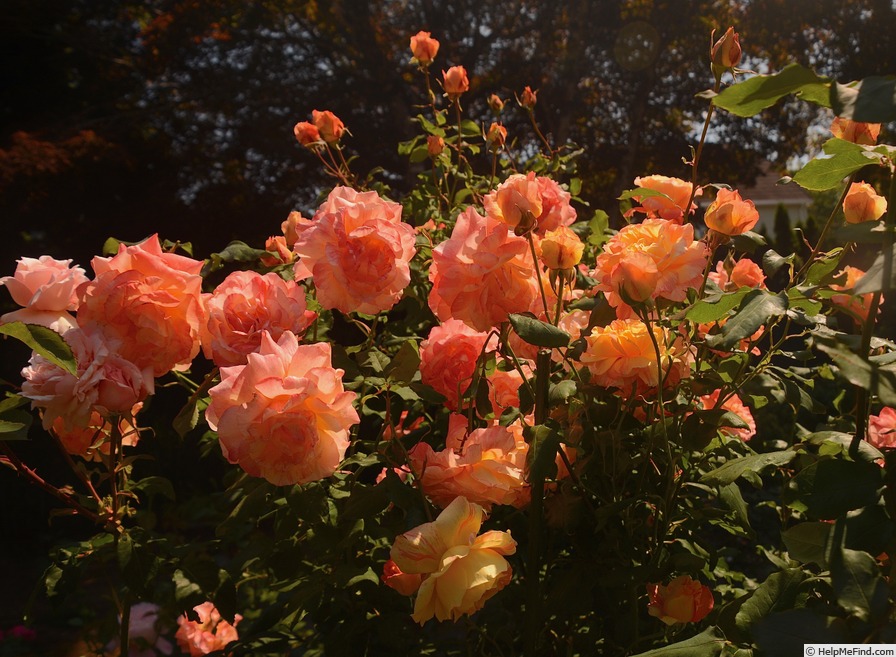 'Rainbow Niagara' rose photo