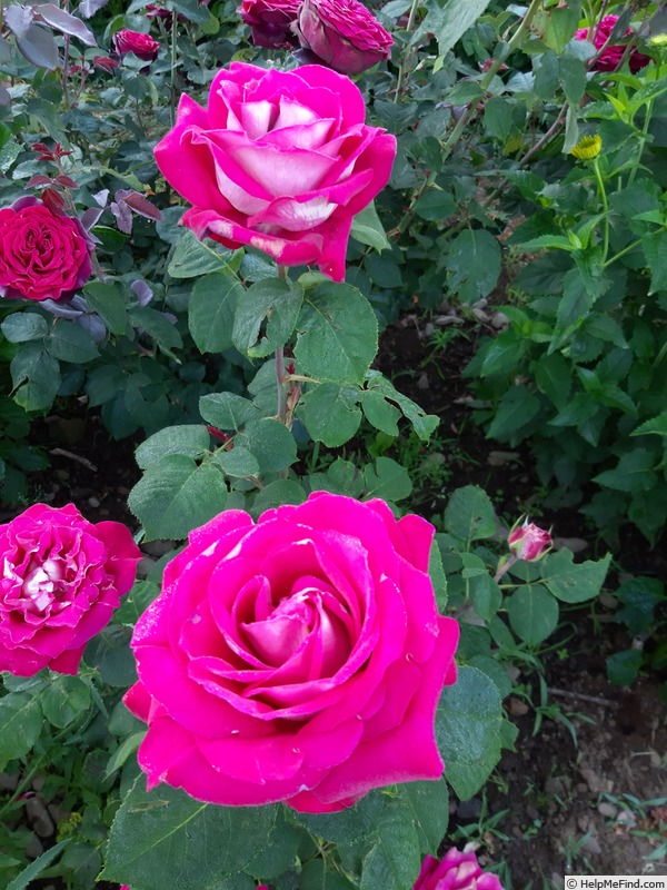 'Monica Bellucci®' rose photo