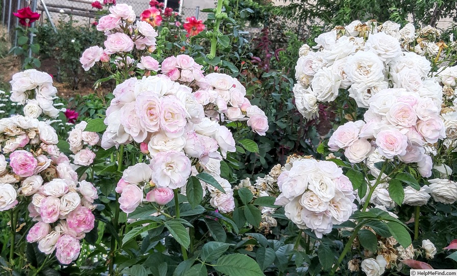 'Bouquet Parfait ® (Hybrid Musk, Lens, 1989)' rose photo