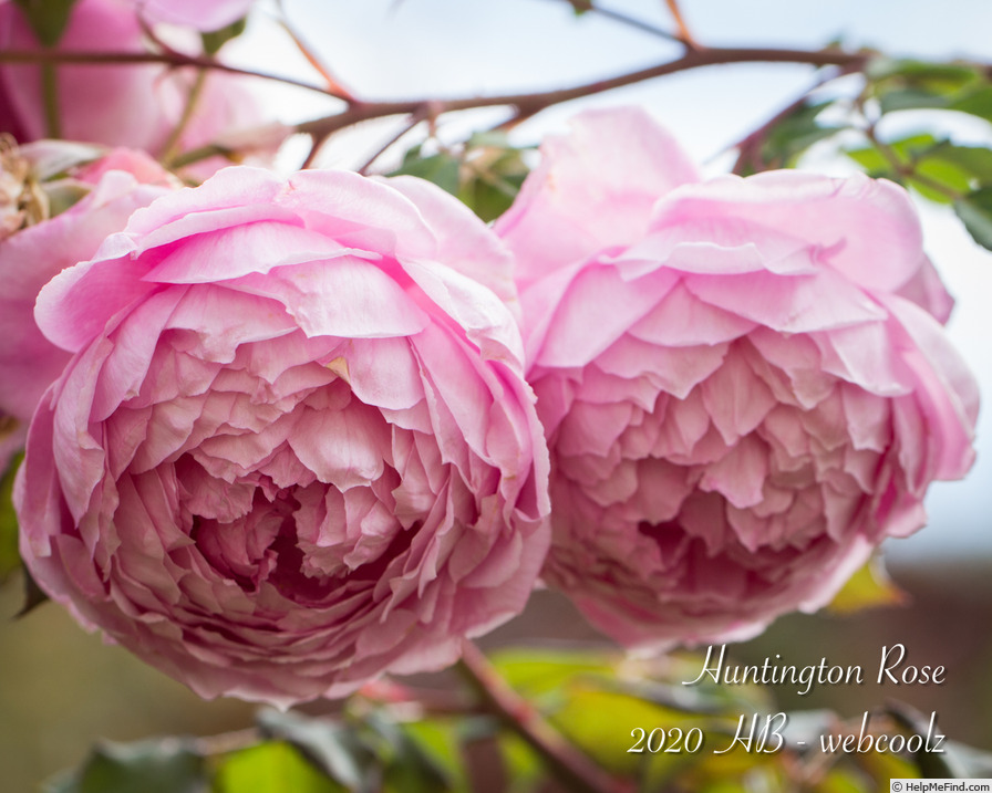 'Huntington Rose' rose photo