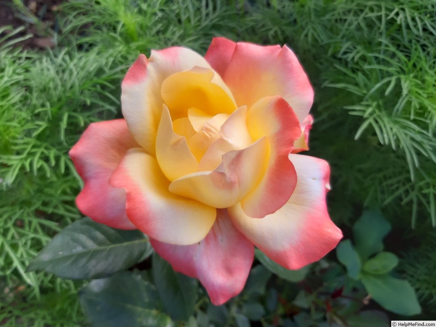 'Speelwark ™' rose photo