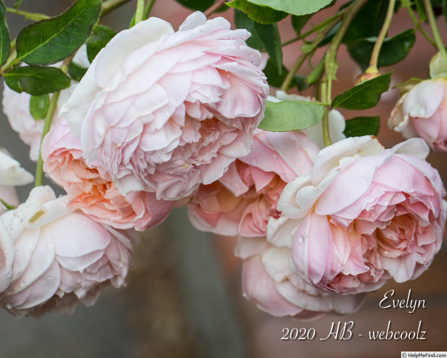 'Evelyn ™ (shrub, Austin 1991)' rose photo