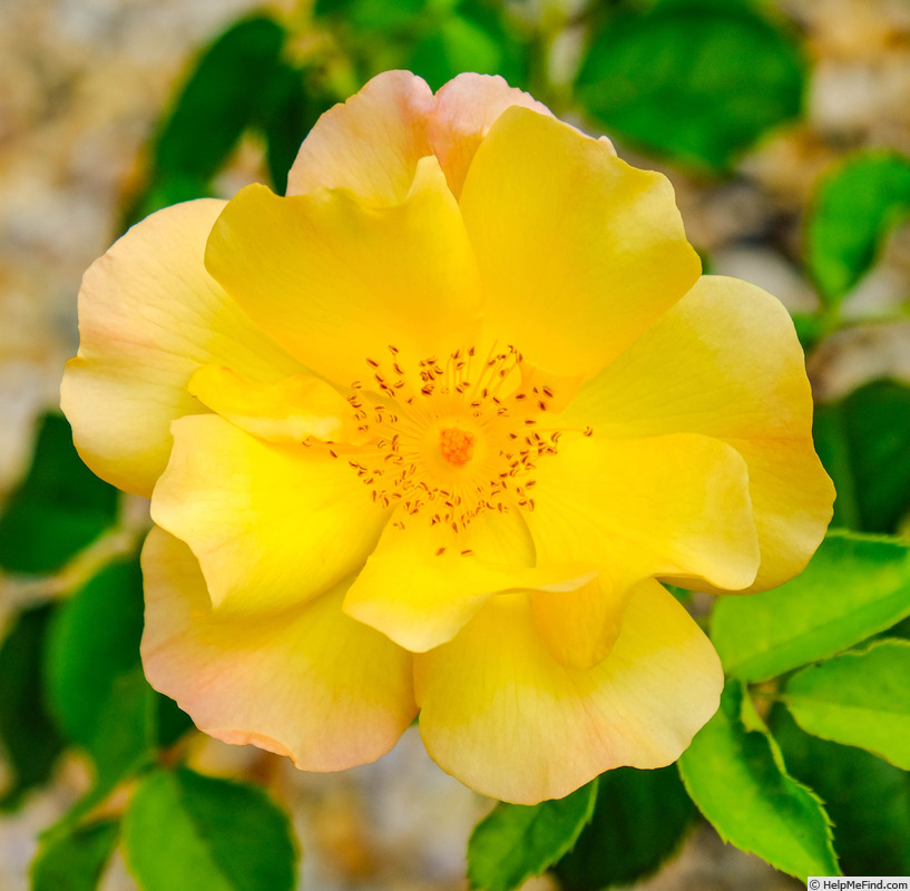 'Sunglow (mini-flora, Wells 2007)' rose photo