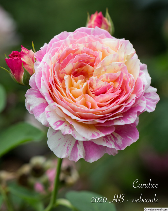 'Candice (Delbard Shrub)' rose photo