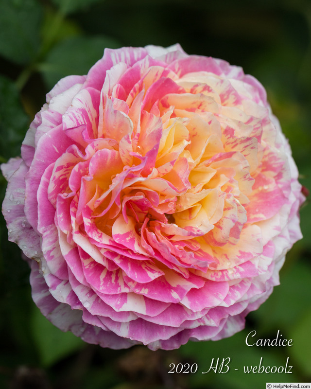 'Candice (Delbard Shrub)' rose photo