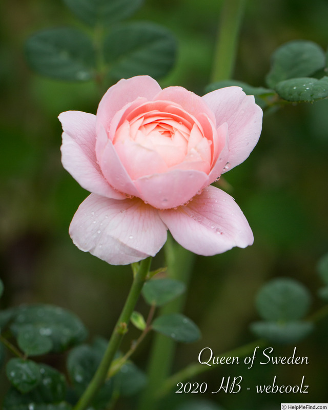 'Queen of Sweden' rose photo