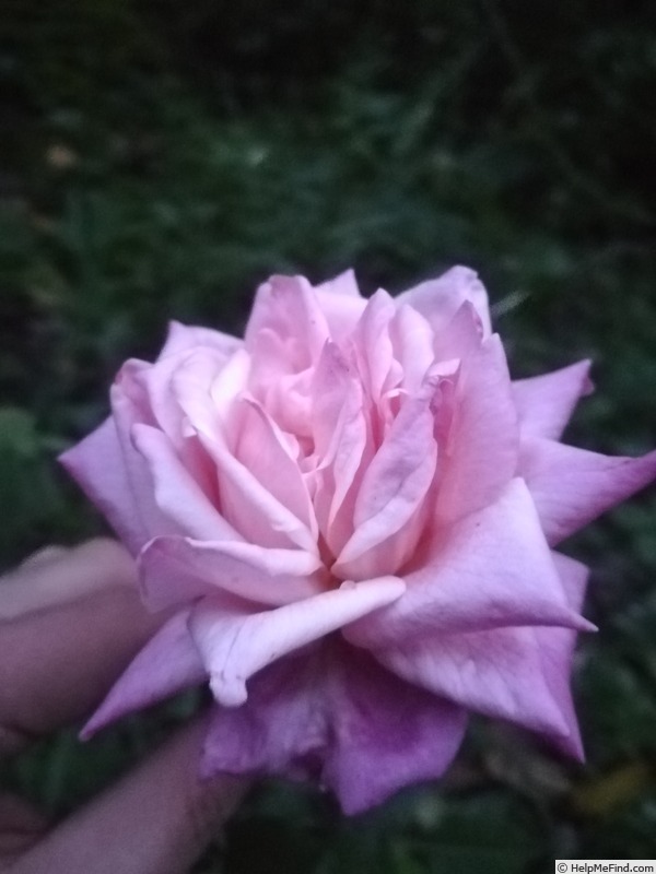 'Comtesse Emmeline de Guigné (tea, Nabonnand, 1903)' rose photo