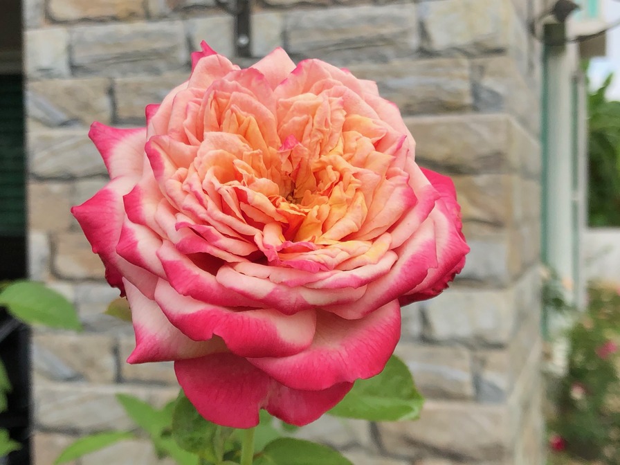 'Kordes' Jubilee ®' rose photo