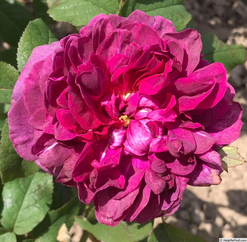 'Indigo (portland, Laffay, 1843)' rose photo