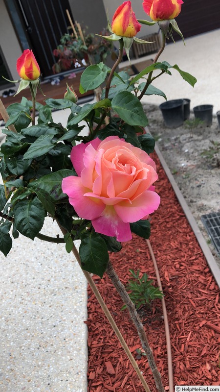 'Chicago Peace' rose photo