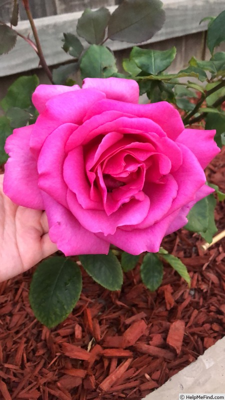 'Parole ®' rose photo