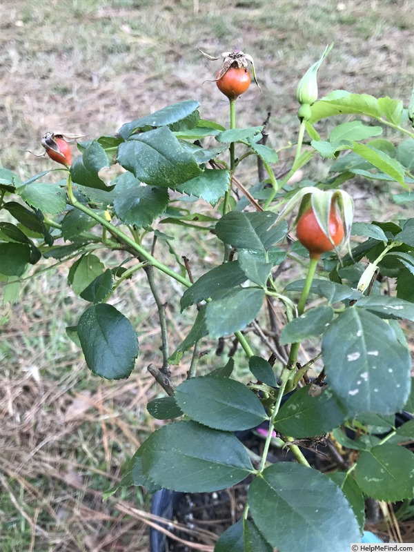 'Roemer's Hip Happy' rose photo